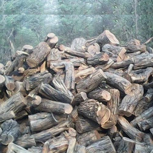 Sekelbos / Sickle Bush Braai Wood 22L - BBQ Land